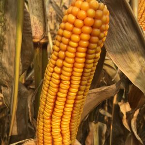 SY Impulse - nasiona kukurydzy