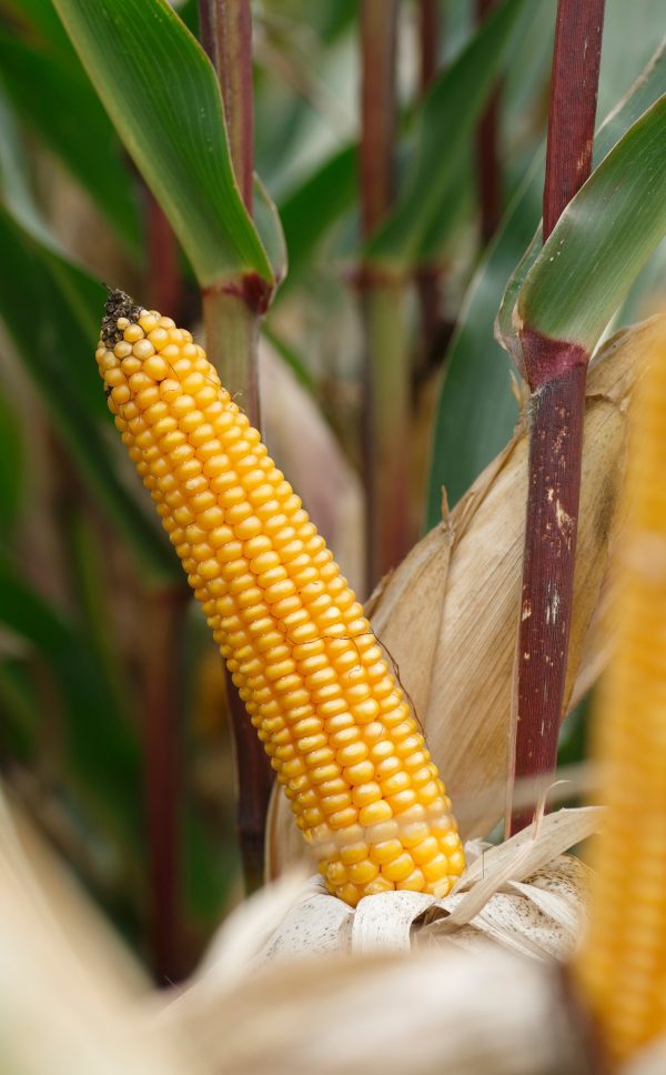Tonifi cs - nasiona kukurydzy