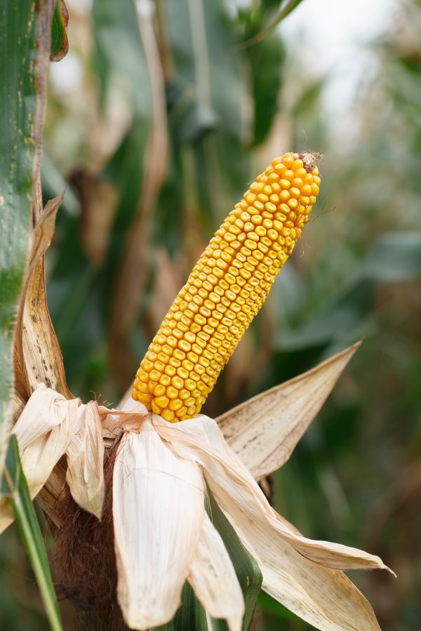 dck-3050 - nasiona kukurydzy