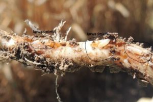 larwy-szkodniki-owady-na-roslinach-rolniczych