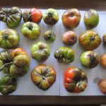 choroby-szkodniki-roslin-rolniczych-pomidory