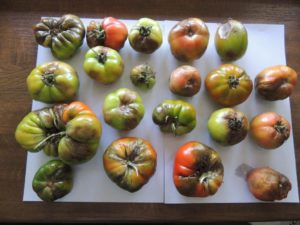 choroby-szkodniki-roslin-rolniczych-pomidory