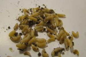 larwy-szkodniki-roslin-rolniczych