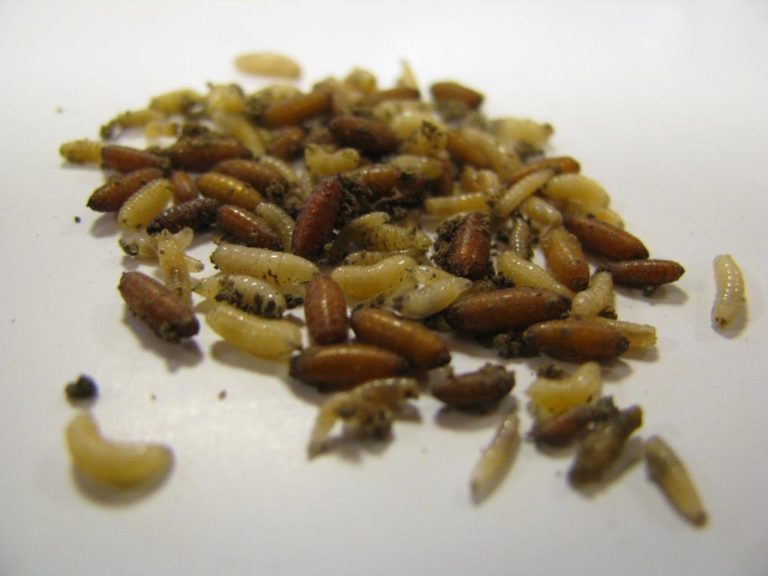 Proporcja bobówek do larw śmietki