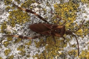 Wtyk-amerykanski-Leptoglossus-occidentalis-Heidemann