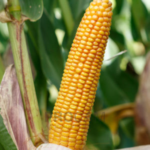 SM Kurant - nasiona kukurydzy