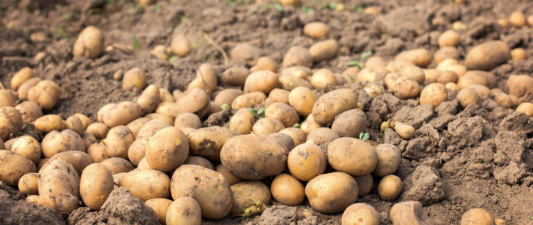 uprawa-ziemniaka