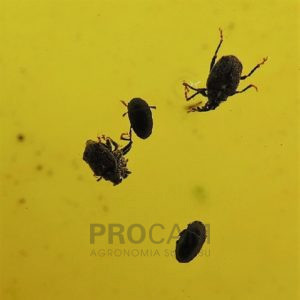szkodnik-owadzi-w-zoltym-naczyniu