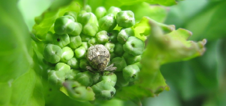 szkodnik-owadzi-na-roslinie