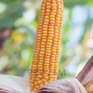 kanonier - nasiona kukurydzy