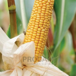 LG 30.254 - nasiona kukurydzy