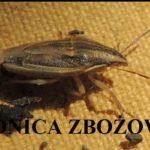 lednica_zbozowa