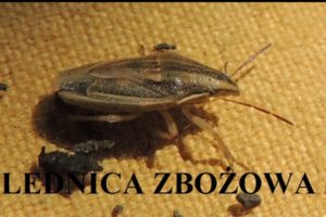 lednica_zbozowa