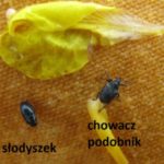 slodyszek_rzepakowy_i_chowacz