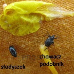 slodyszek_rzepakowy_i_chowacz