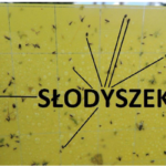 Słodyszek-rzepakowy