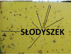 Słodyszek-rzepakowy