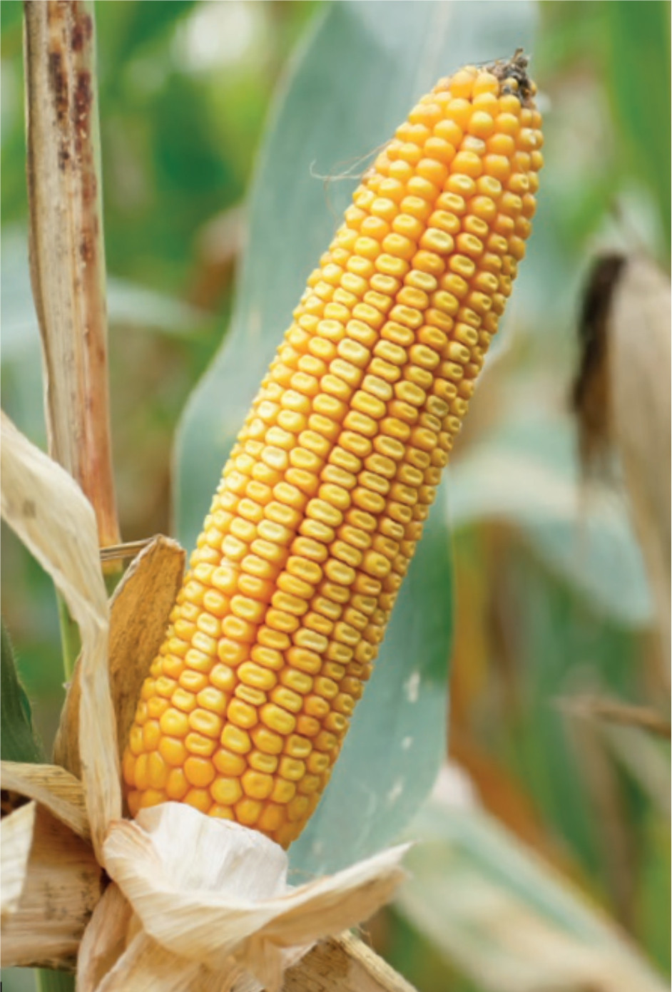 es perspective - nasiona kukurydzy