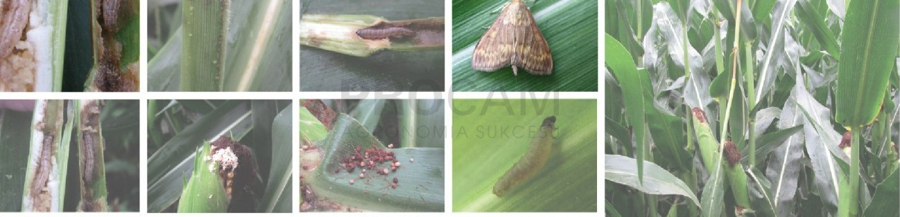 motyl-omacnica-kukurydza-szkodniki