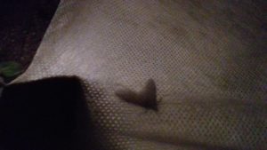 motyl-omacnicy-prosowianki