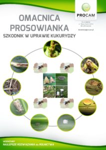 omacnica-prosowianka-szkodniki-uprawa-kukurydzy