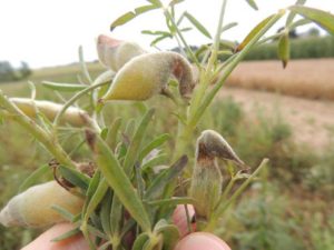 Antraknoza łubinu Colletotrichum lupini