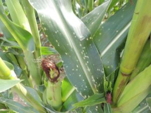 choroby grzybowe kukurydzy