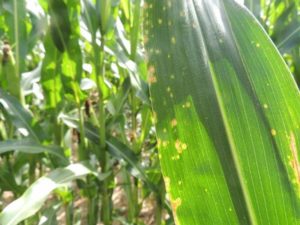 choroby grzybowe kukurydzy