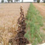 szkodniki w uprawach - śmietka kapuściana larwy