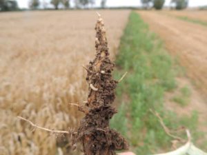 szkodniki w uprawach - śmietka kapuściana larwy