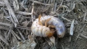 larwa chrabąszcza majowego