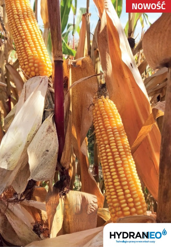LG 31.219 - nasiona kukurydzy