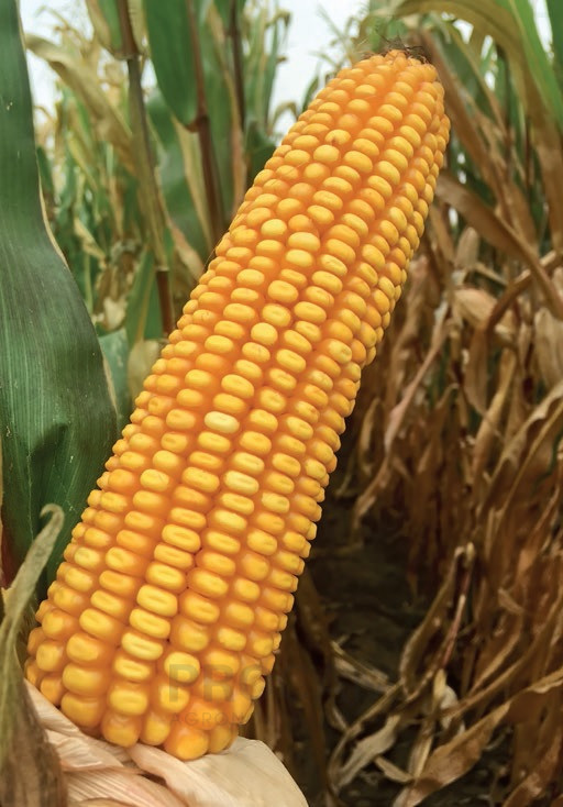 Ligato - nasiona kukurydzy
