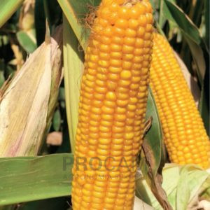 RGT Rancador - nasiona kukurydzy