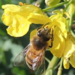 Pszczoła na kwitnącym rzepaku