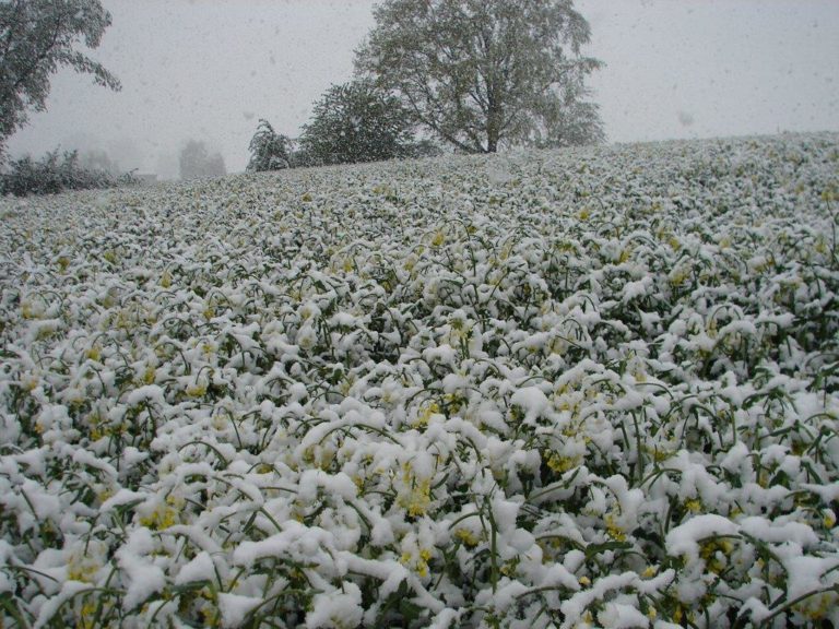 Śnieg na rzepaku