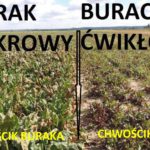 Chwościk w buraku cukrowym