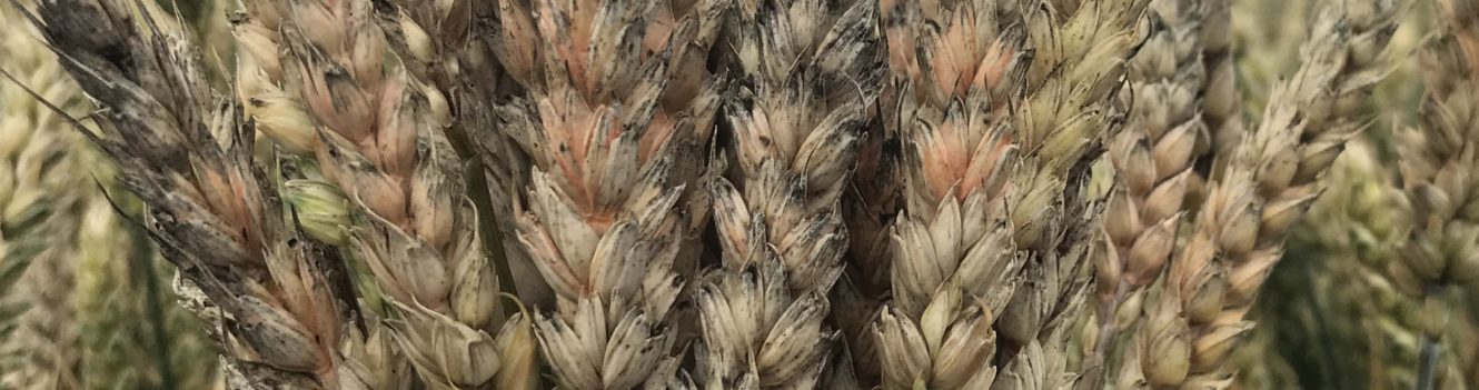 fusarium