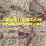 szkodnik Fusarium oxysporum