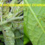 Mszyca brzoskwiniowo-ziemniaczana