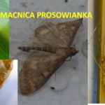 Omacnica prosowianka