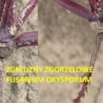 pasożyt Fusarium oxysporum