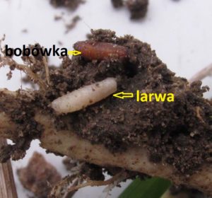 Larwa śmietki kapuścianej oraz bobówka przygotowana do przezimowania