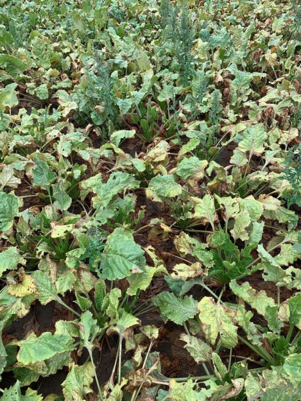 Przędziorek chmielowiec złodziej Naszego cukru! PROCAM Agronomia
