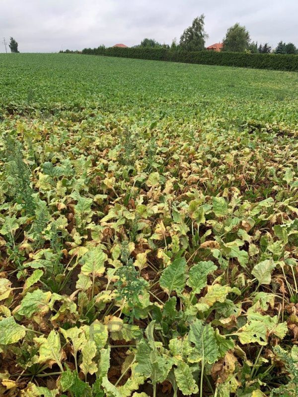 Przędziorek chmielowiec złodziej Naszego cukru! PROCAM Agronomia