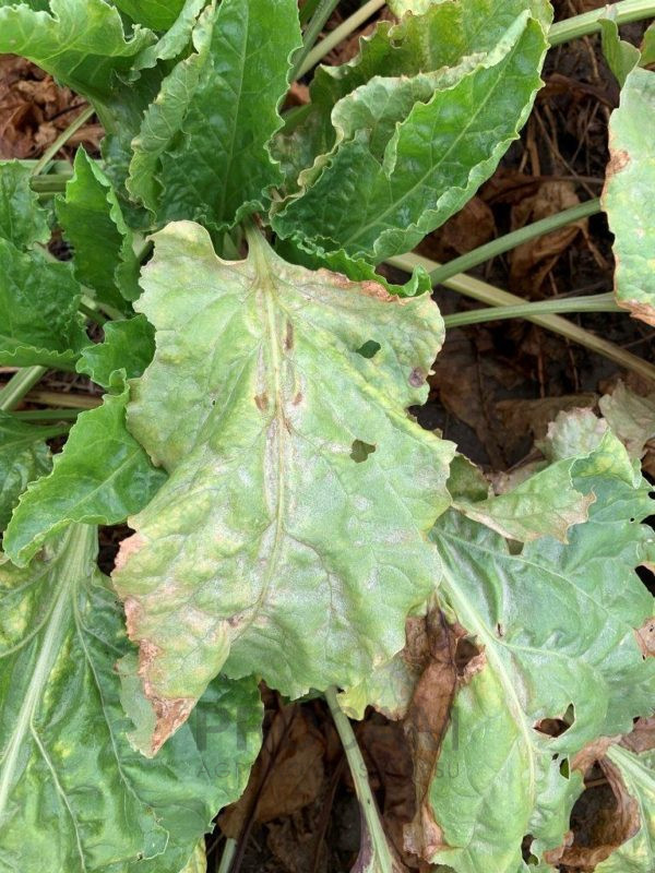 Przędziorek chmielowiec złodziej Naszego cukru! PROCAM Agronomia
