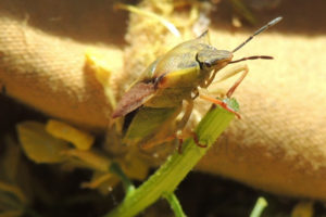 Borczyniec owocowy (carpocoris fuscispinus)