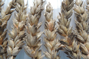 Fusarium