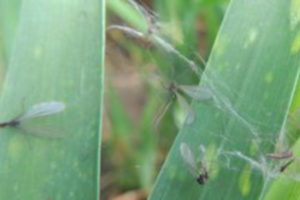 Muchówki pryszczarka wyłapane w sieci pająka