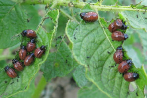Stonka ziemniaczana